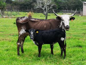 LOT-098-K-13-35-bull-calf